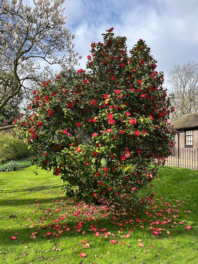 Large blooming camellia tree with red flowers and fallen petals in spring.