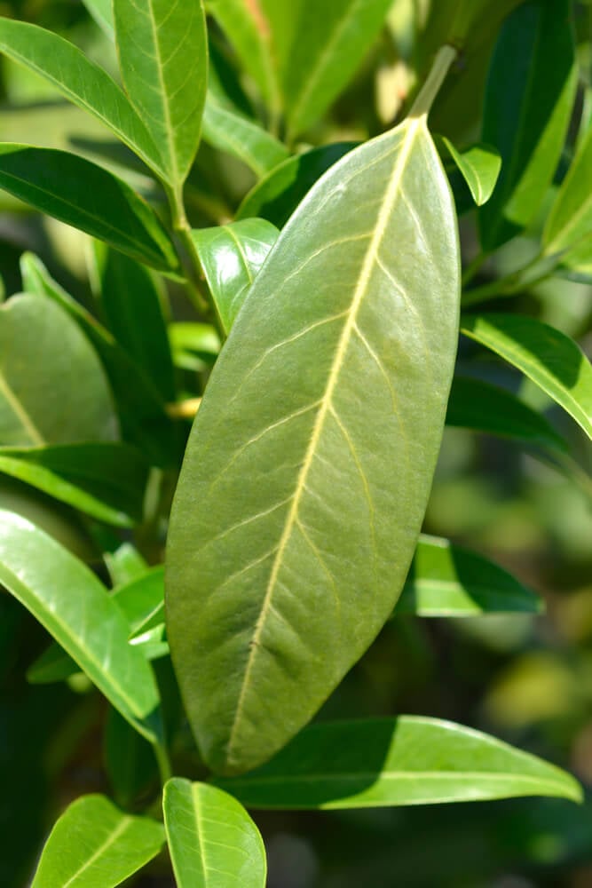 Laurel cherry (Prunus laurocerasus 'Schipkaensis') shrub growing in the garden.