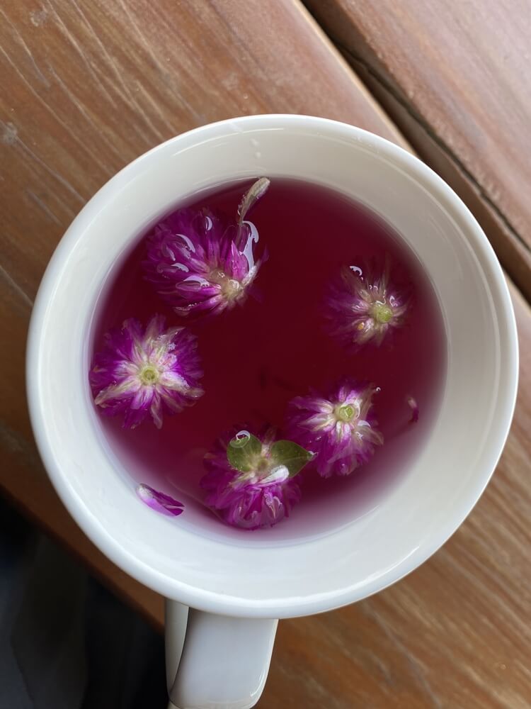 Lovely amaranth globes are in a cup of homemade tea.