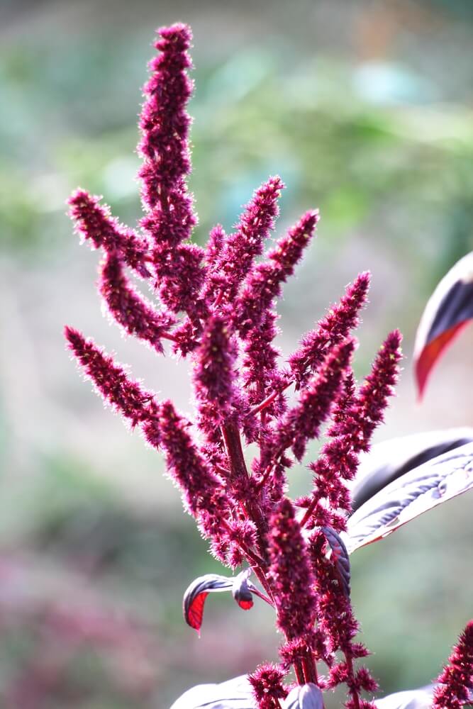 Lovely amaranth is growing in the summer garden.