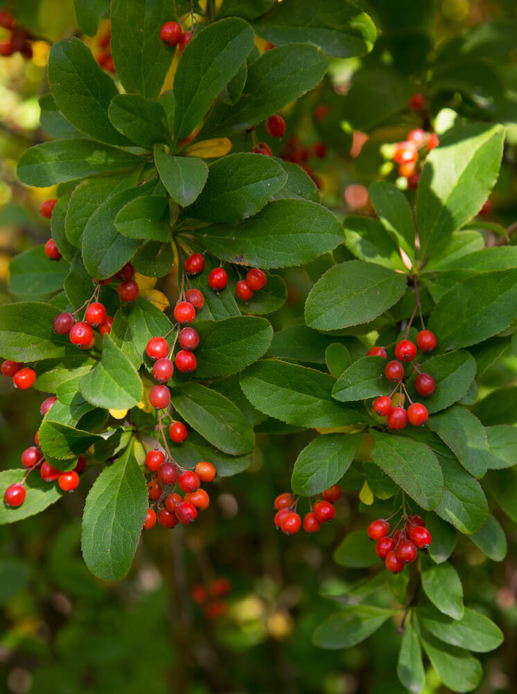 The lovely Berberis koreana 'Palib' shrub is adorned with red berries.