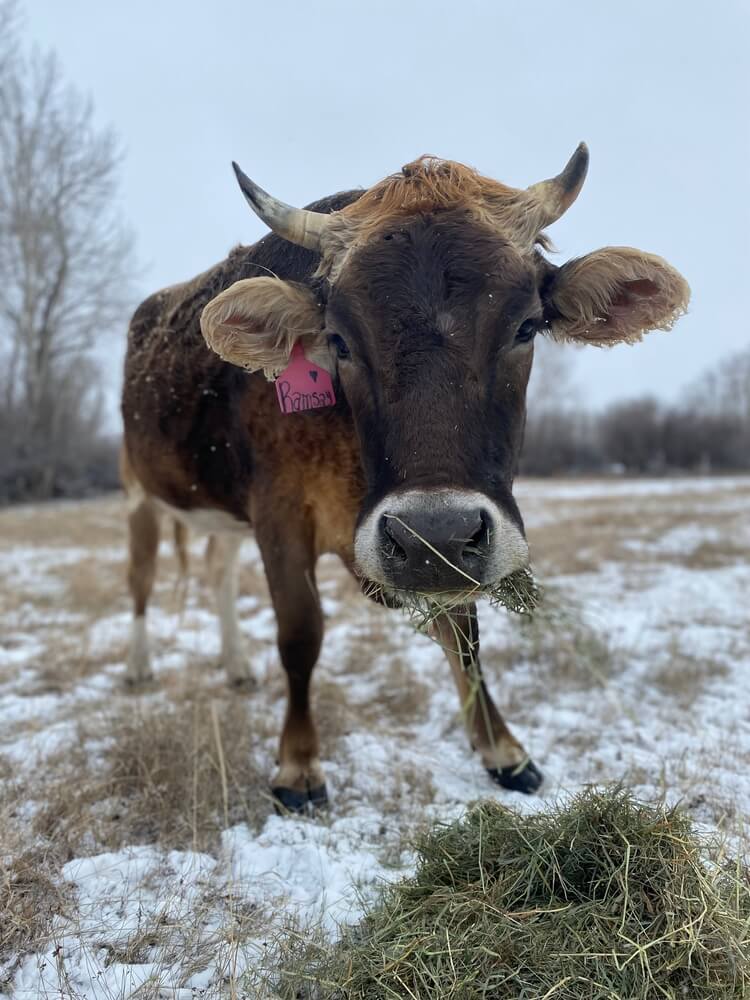 The lovely Brown Swiss milk cow is munching on hay during a winter day.