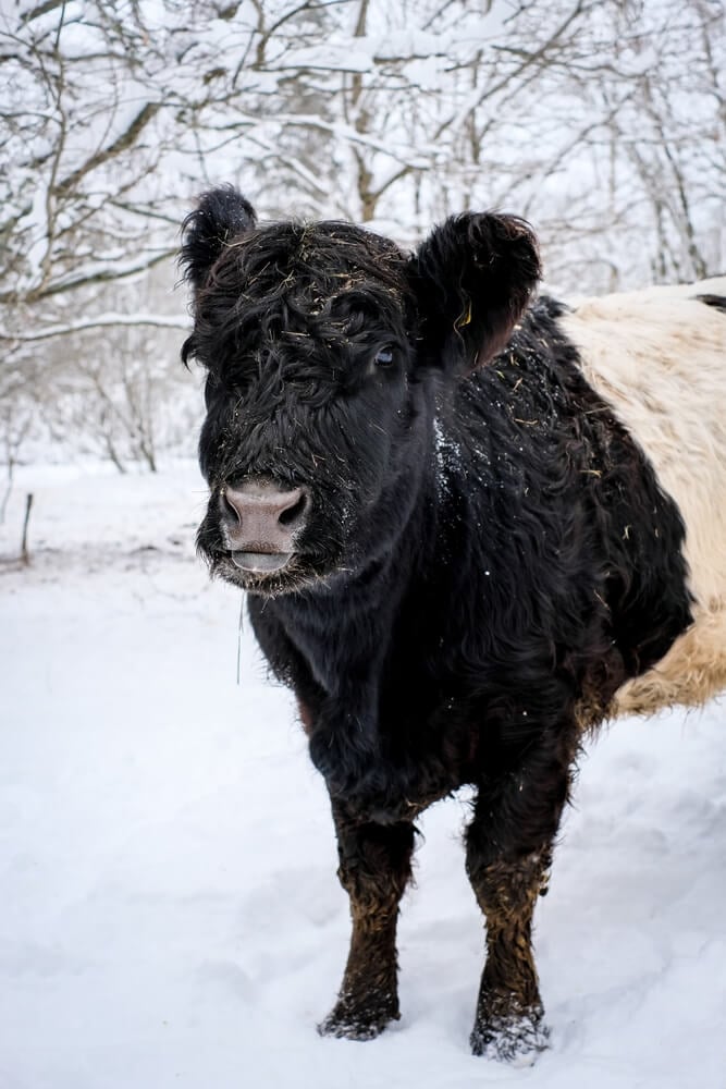 A lovely Galloway cow is exploring outdoors on a freezing wintry day.