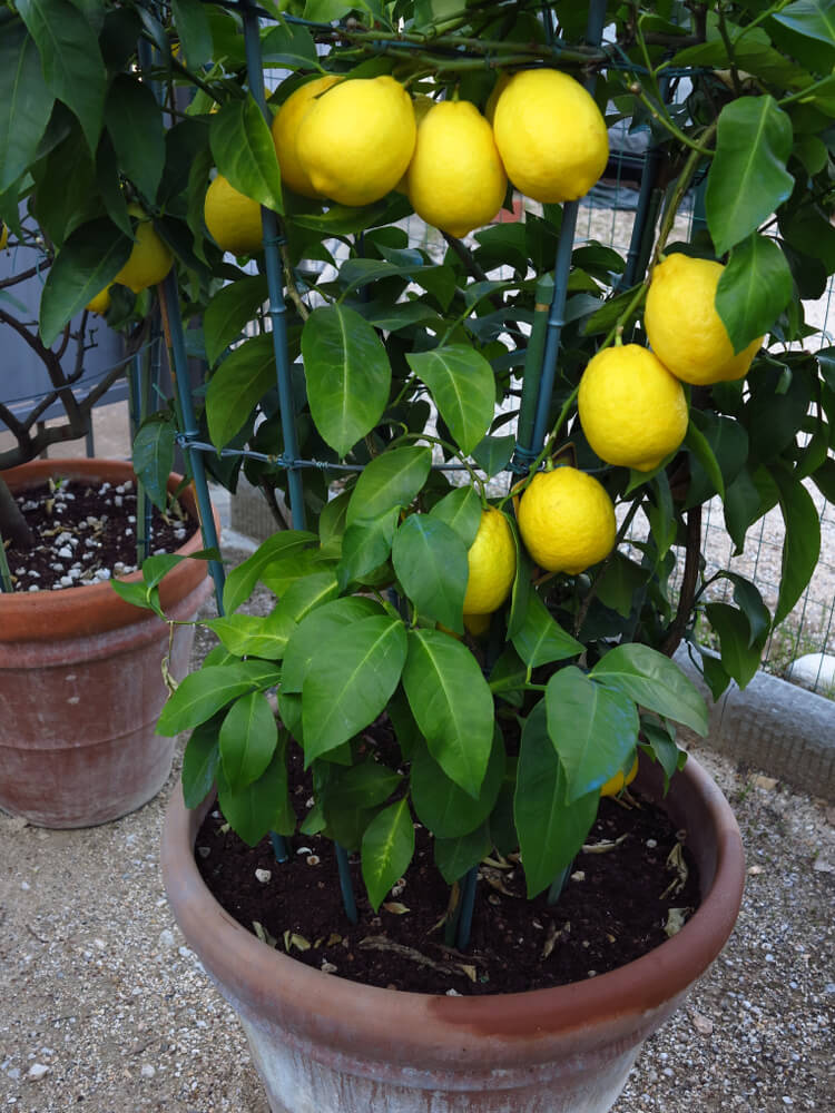 Lovely lemon trees are growing in large terracotta pots.