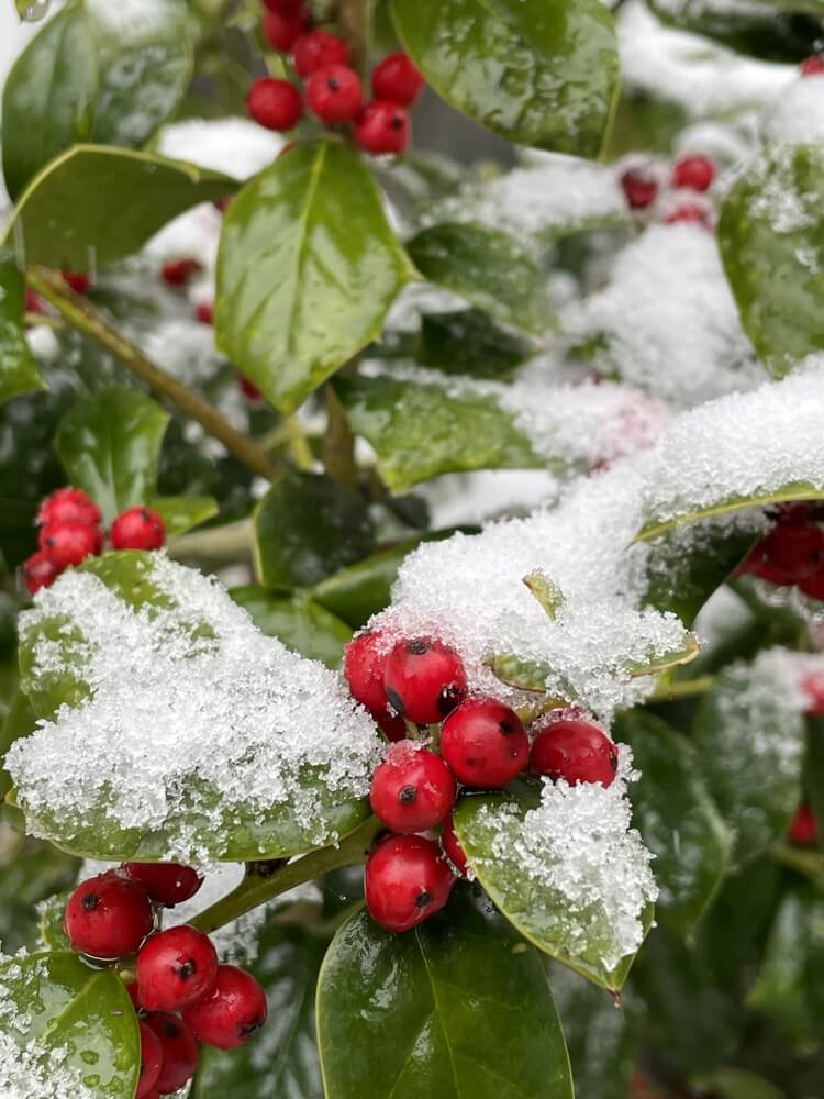 Lovely red holly berries are nestled in the wintry snow.