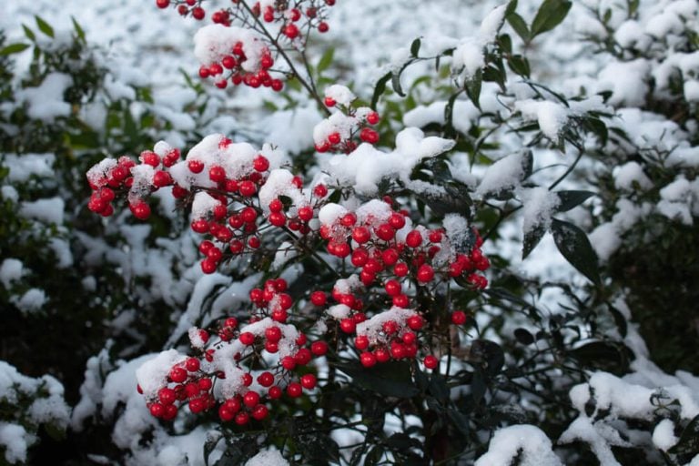 Lovely shrub with ripe berries in the snowy winter garden.