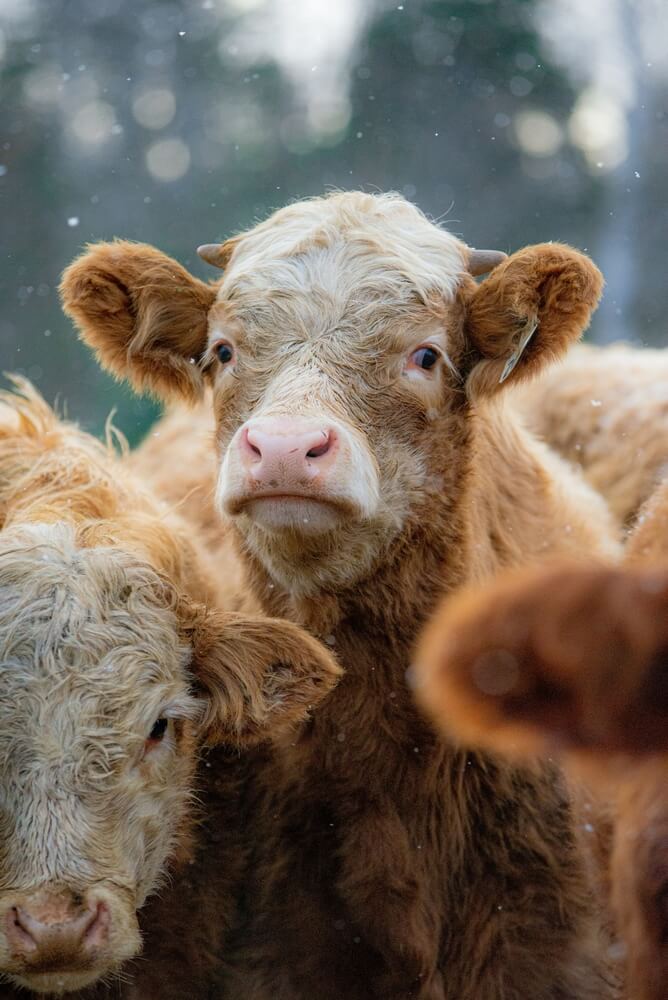 There&rsquo;s a lovely Simmental calf cow in the winter pasture.