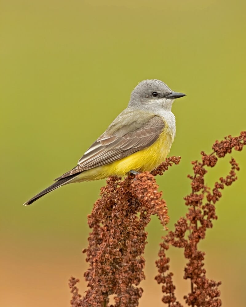A lovely western tanager bird is visiting an amaranth plant.