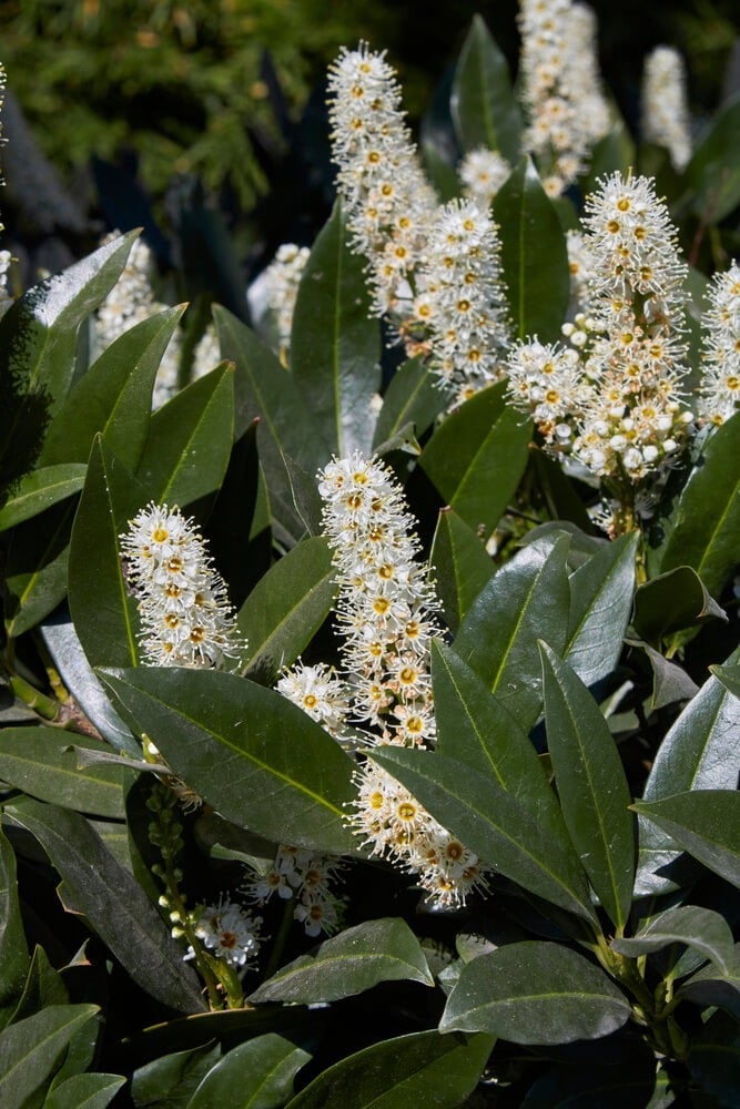 Lovely white flowers of the Prunus laurocerasus 'Otto Luyken' shrub.