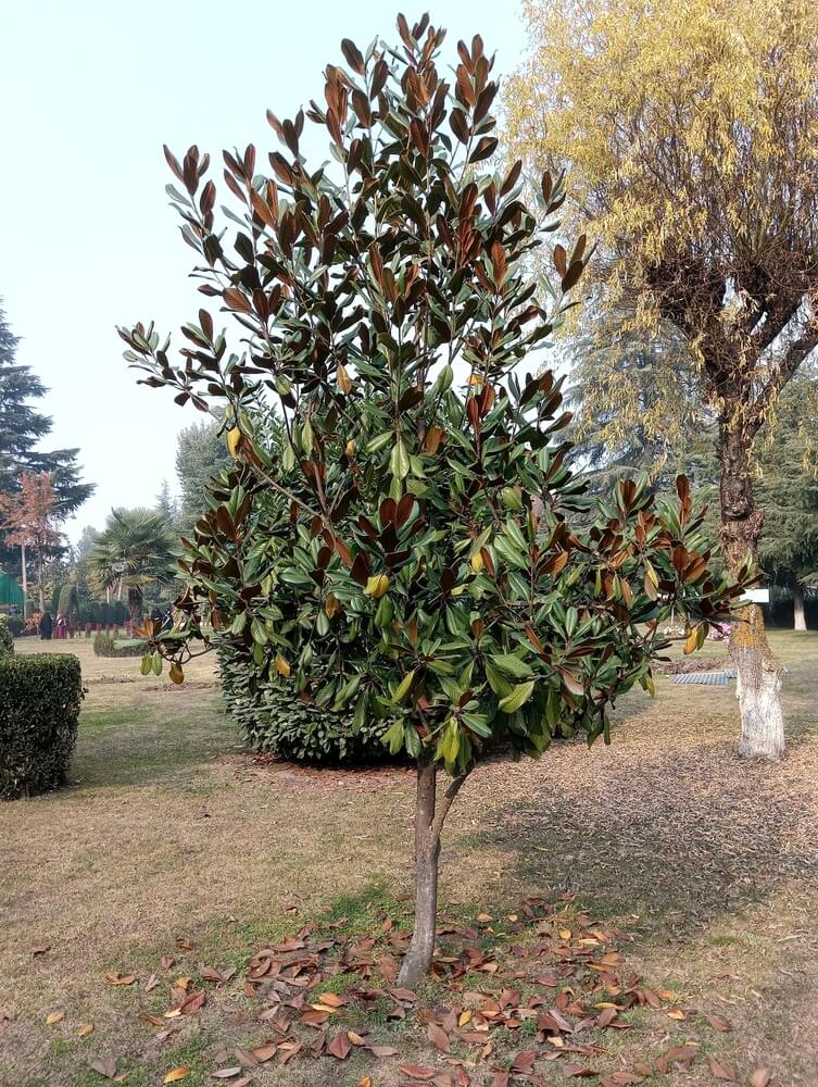 Magnolia grandiflora 'Little Gem' tree growing in the garden.