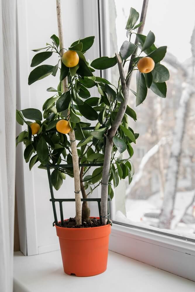 A mandarin calamondin bush is an indoor plant on the windowsill.