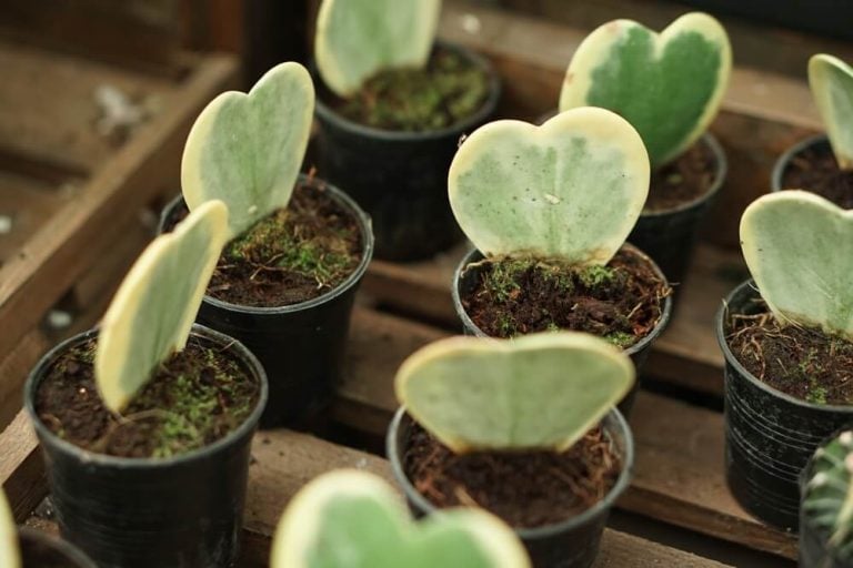 The mini Hoya kerrii variegated is in a flower pot, featured with selective focus.