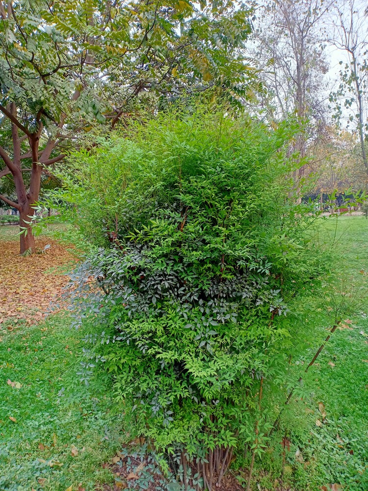 Nandina domestica 'Lemon Lime,' also known as heavenly bamboo, with fluffy green foliage.