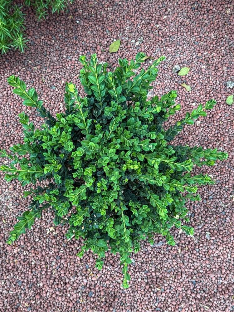 Overhead shot of a lush boxwood bush growing in the garden.