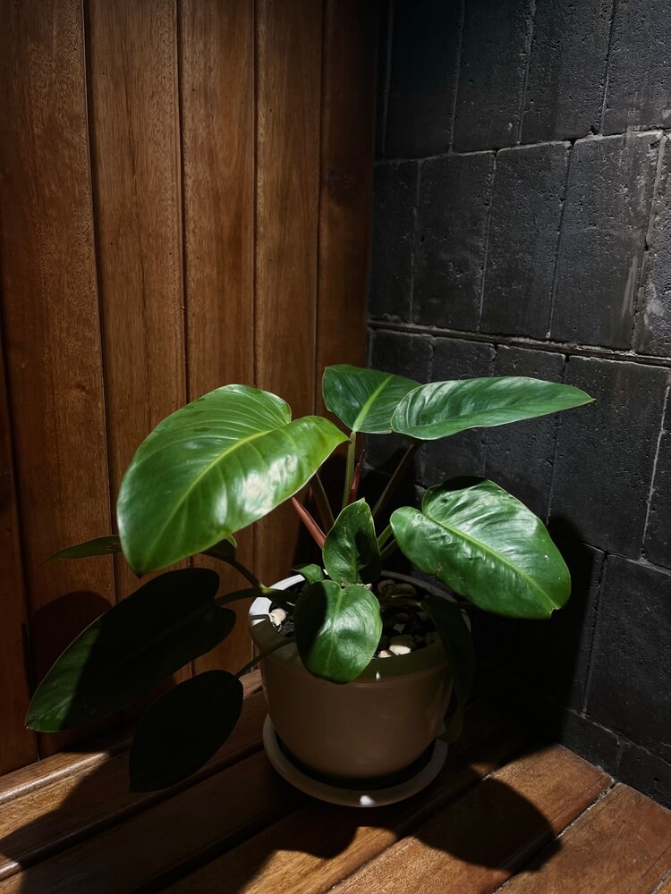 The Philodendron Imperial Green is known for its large, smooth, glossy green leaves and its easy-care nature.