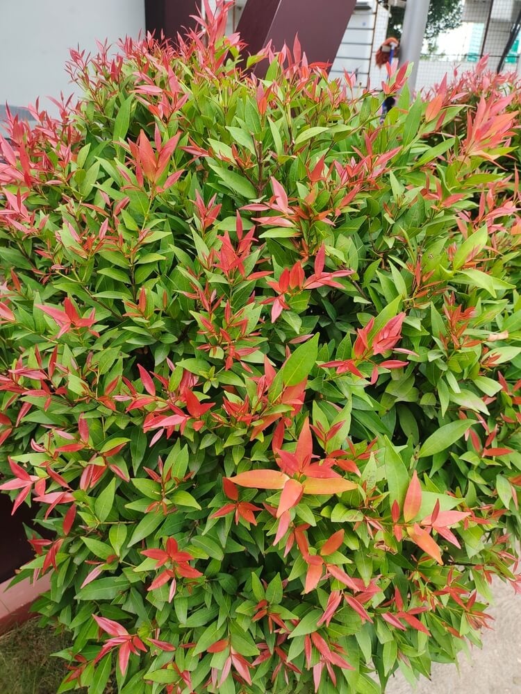 Photinia 'Red Robin' fast-growing in the garden with deep green leaves and new red growth.