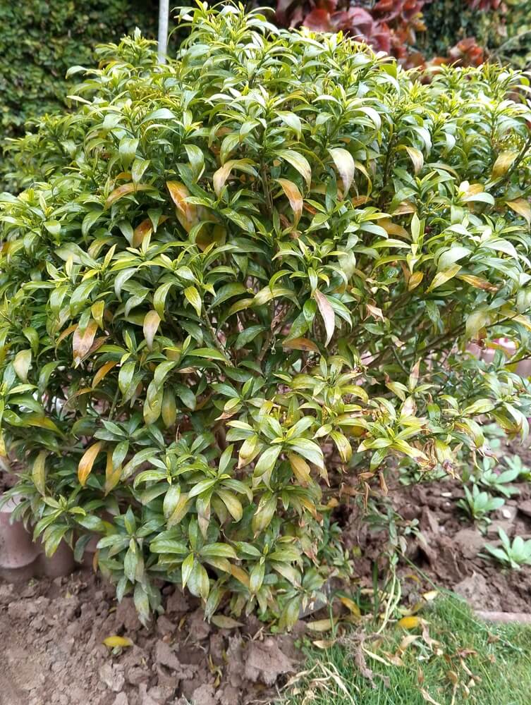 Pieris japonica, also known as Japanese andromeda, growing in the garden.