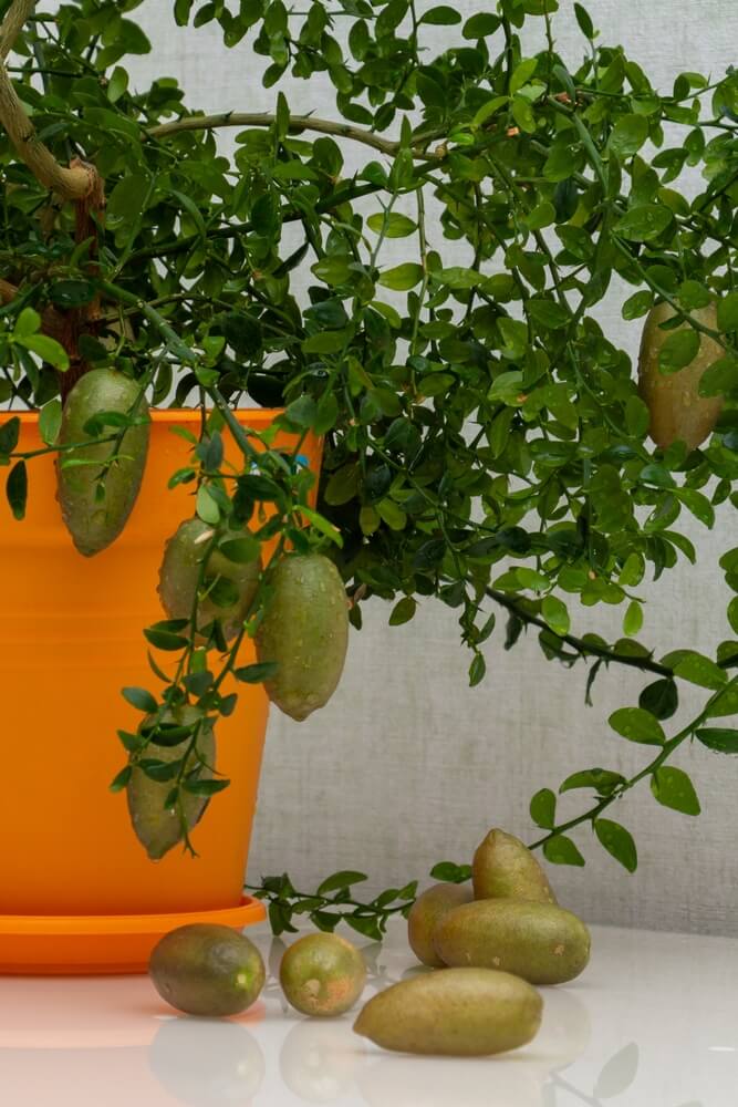 A potted Australian finger lime with burgundy fruits and green leaves is shown in close-up.