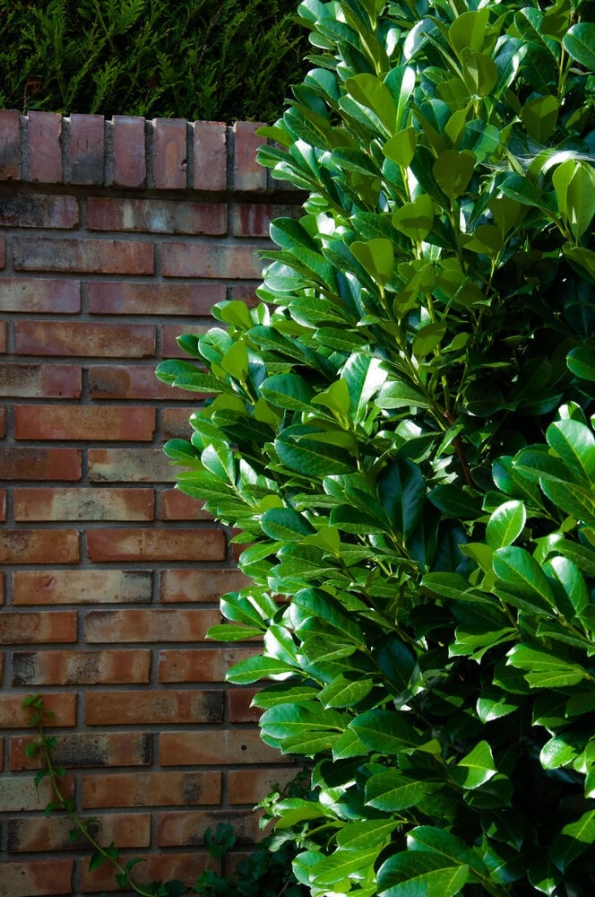 Prunus laurocerasus laurel evergreen plant against a brick wall.