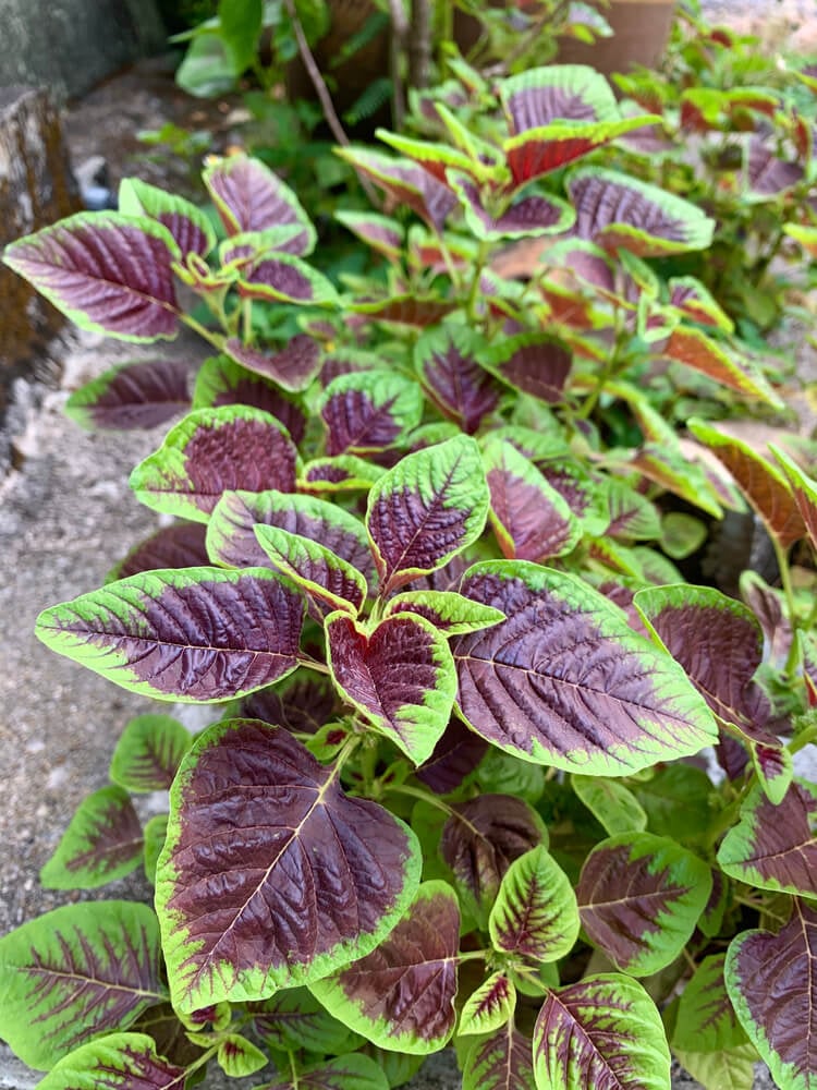 Red amaranth joseph coat growing in the garden.