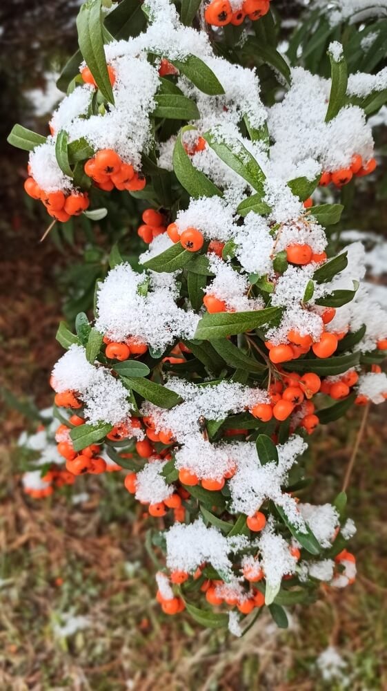 Red berries of Pyracantha angustifolia are covered in snow.