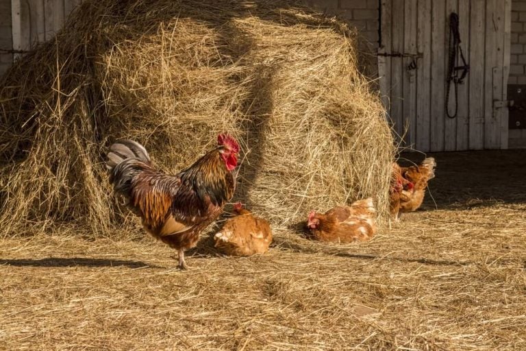 Rooster chicken walking on hay with a flock grazing in the countryside during spring.