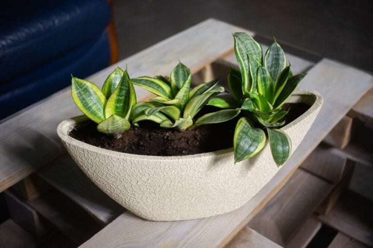The Sansevieria trifasciata 'Golden Hahnii' is in an oval flowerpot on a glass table.