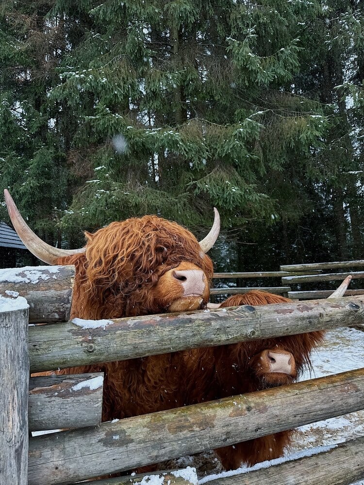 The Scottish Highland cows are standing behind a wooden fence in a snowy paddock.