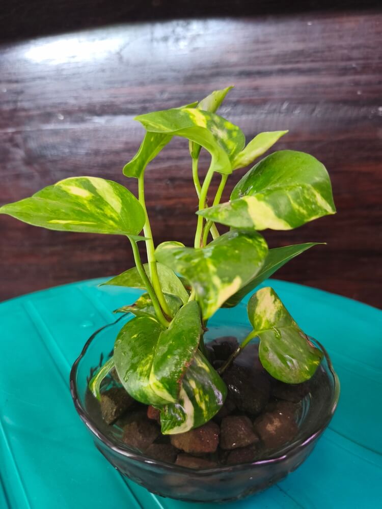 A small, healthy golden pothos houseplant is growing in a clear glass bowl filled with water and natural stones.