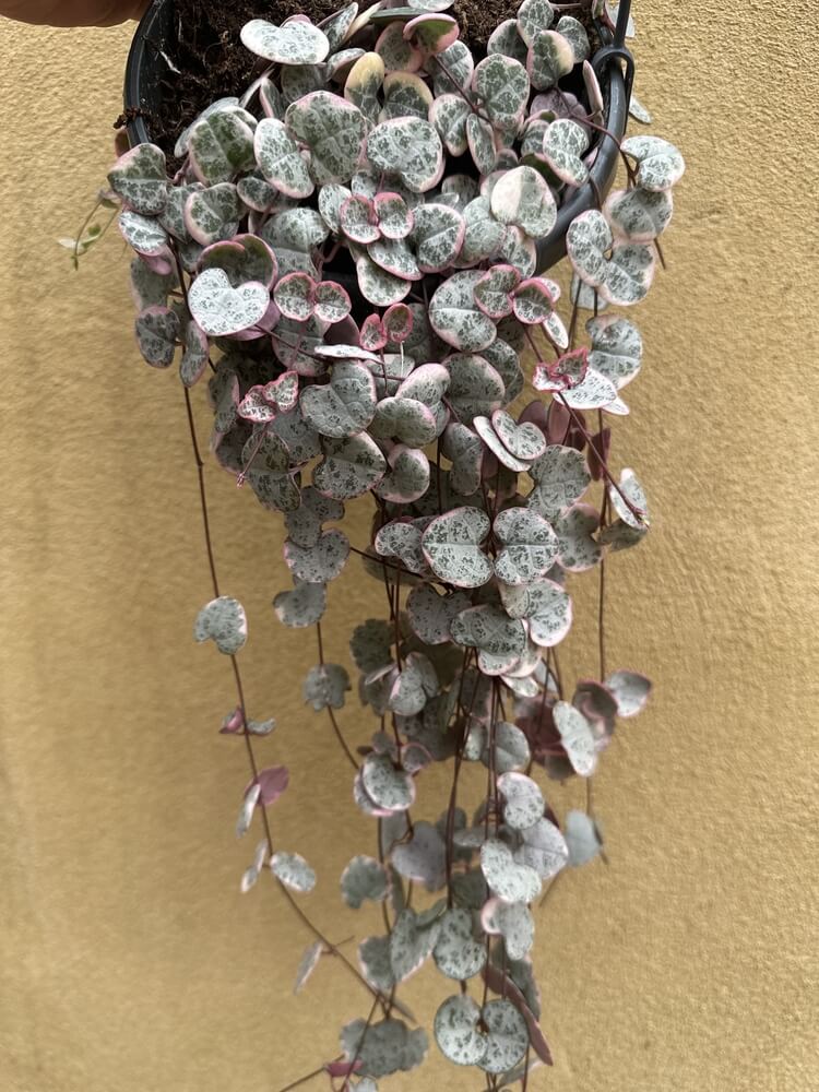 The string of hearts is an indoor houseplant displayed on a shelf.
