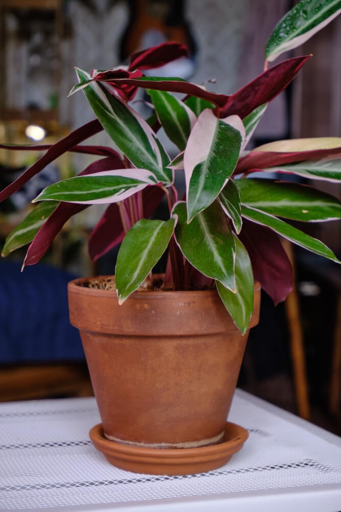 The Stromanthe tricolor is in a pot sitting on a white box.