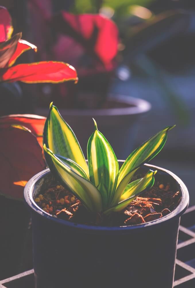 Sunlight and shadow play across the surface of a small snake plant growing in a black nursery pot in the home gardening area.