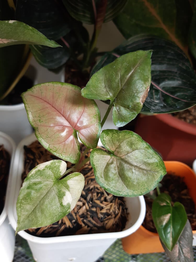 The Syngonium Strawberry Ice plant features beautiful pink and white leaf patterns.