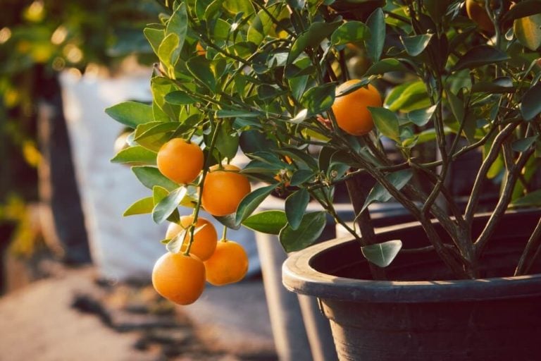 A tree with oranges is hanging in a black pot in front of a white bag.