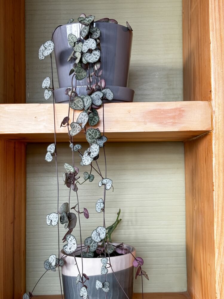 The variegated string of hearts, or Ceropegia woodii variegata, is a trailing succulent.