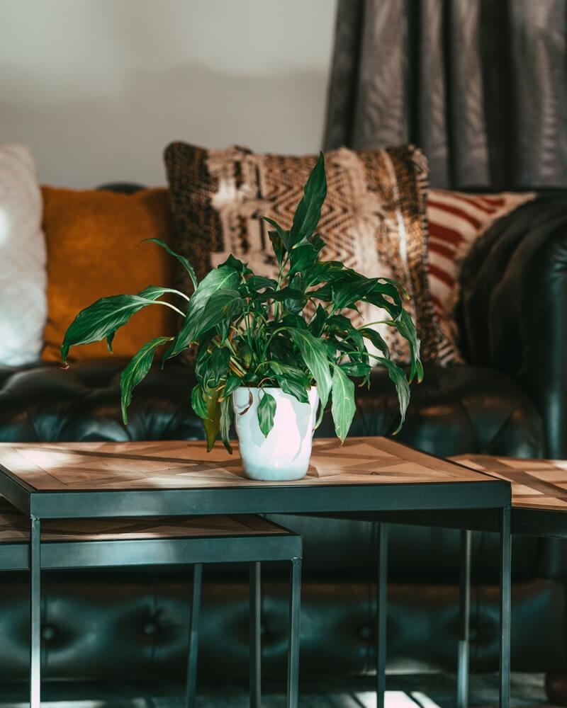 A vertical view of a Spathiphyllum wallisii plant on a table next to the sofa.