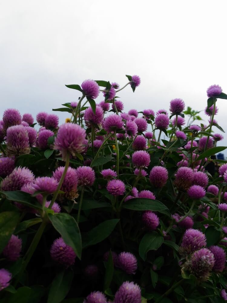 Vibrant purple globe amaranth flowers are in a lush garden bed under the sky.