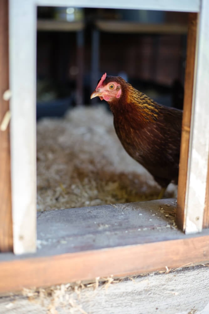Welsummer chicken exploring in the barnyard coop.