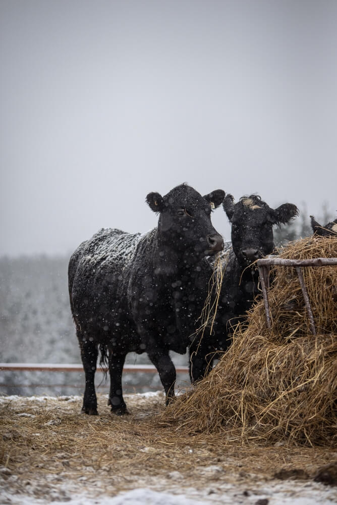 The wet Black Angus cows are outside in the winter, surrounded by snowflakes.