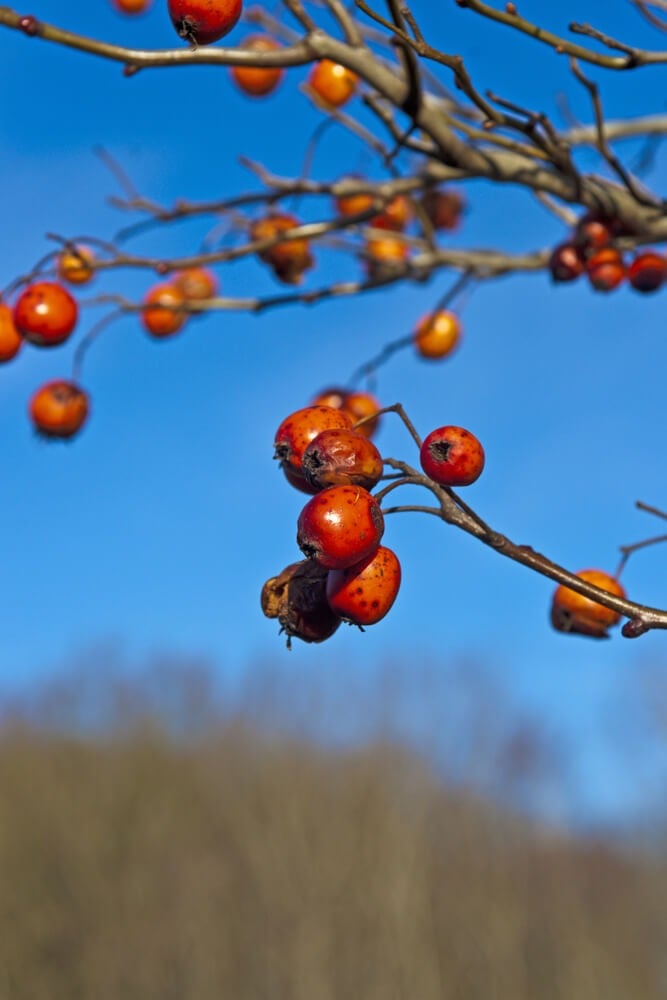 Winter king hawthorn shrubs with red berries.