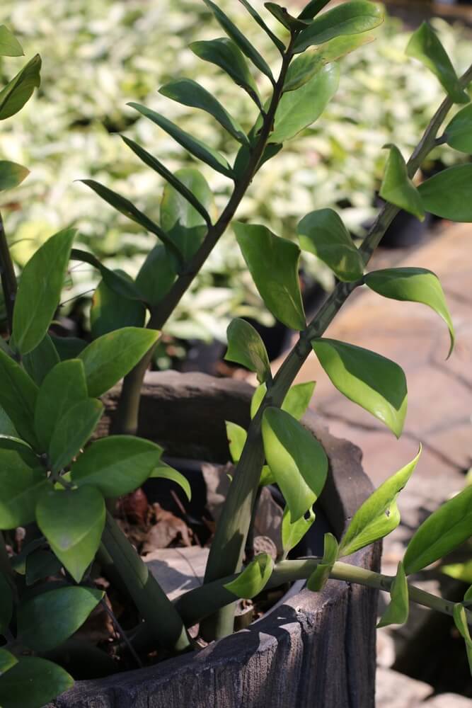 ZZ plant (Zamioculcas zamiifolia) is a popular houseplant known for its low maintenance needs.