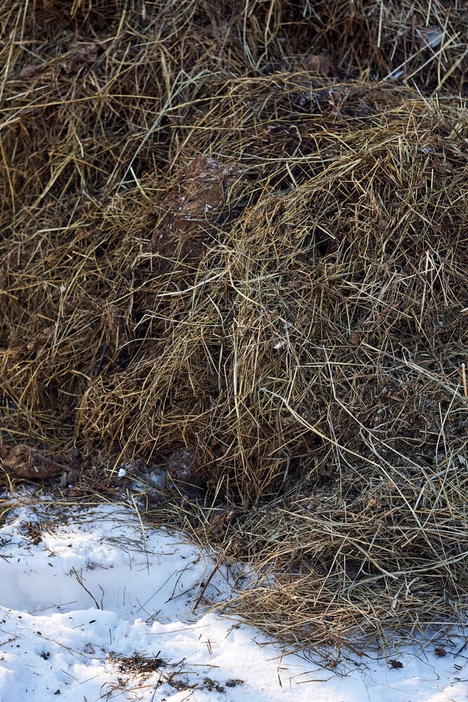A pile of cow manure compost in the winter snow.