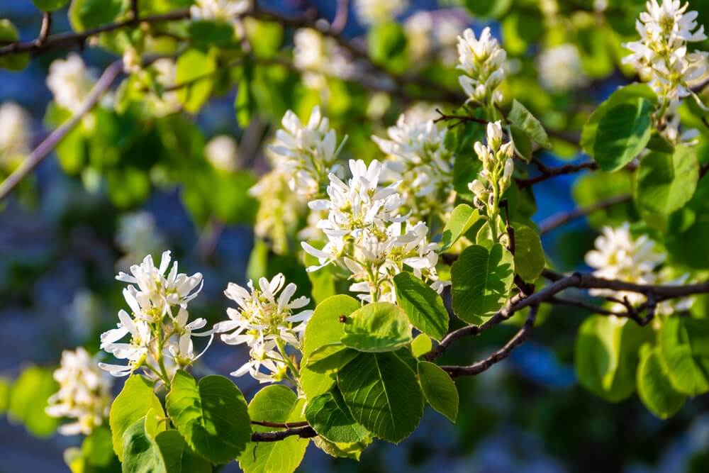 Amelanchier, a member of the Rosaceae family, blooms in late May with airy white flowers in the summer sun.