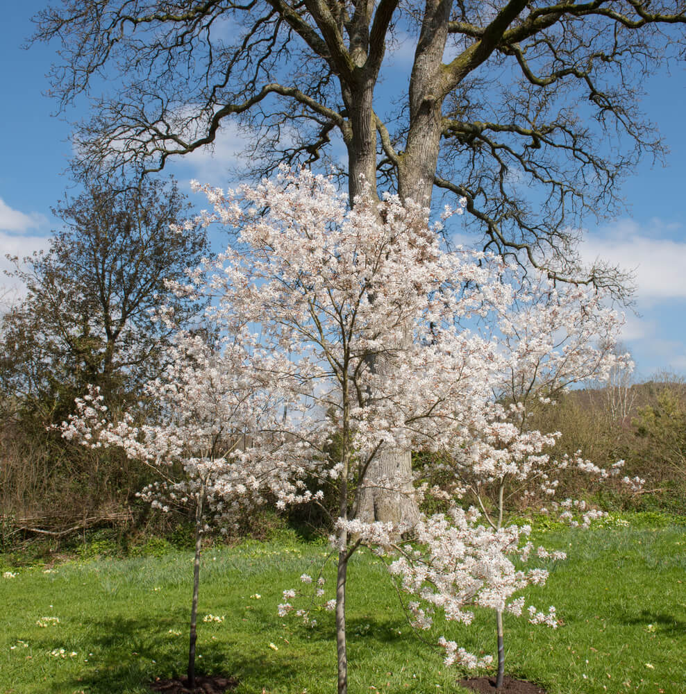 Amelanchier 'La Paloma' serviceberry blossom in a country cottage garden in spring.