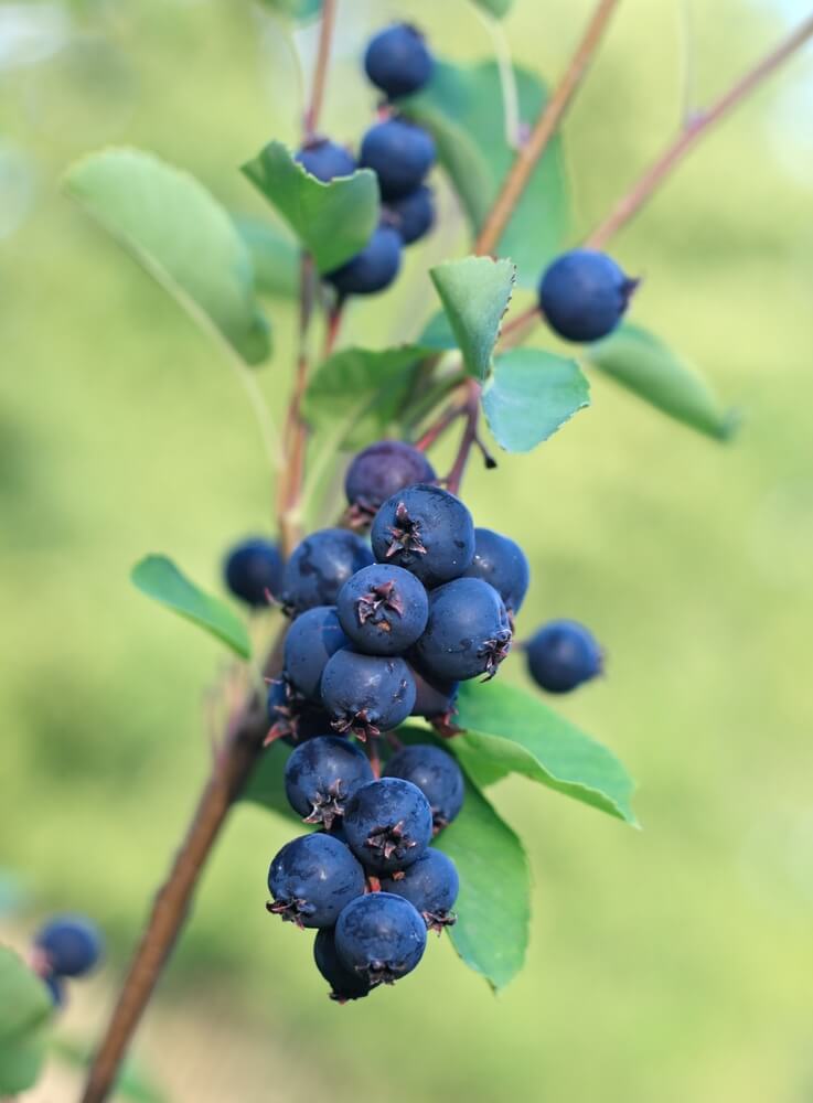 A branch with berries of Amelanchier alnifolia, known as saskatoon, featuring sweet blue berries ripening on the bush.