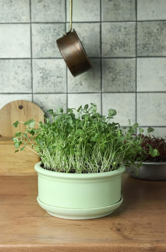 Broccoli sprout, homegrown in the kitchen, micro greens growing in a pot indoors.