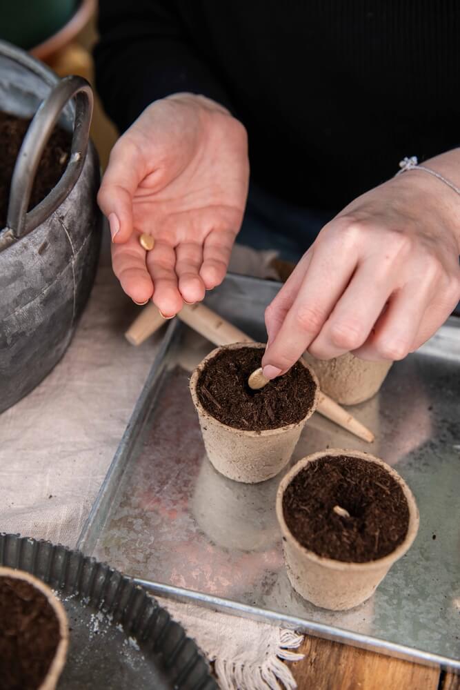 Carefully planting seeds in small grow cups.