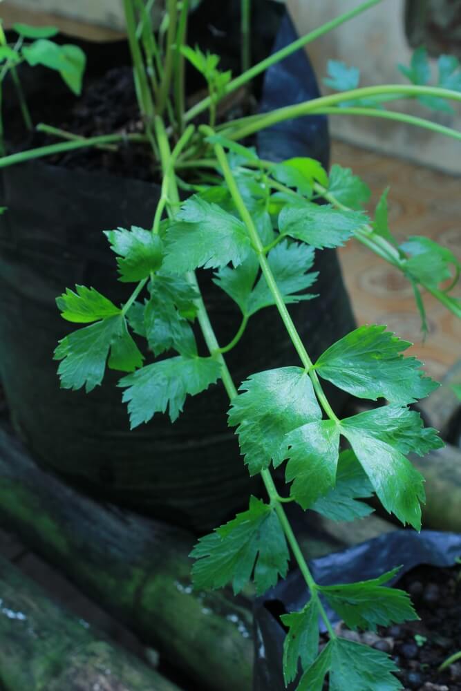 Celery leaves growing in a pot in front of the house (Apium graveolens), a leaf vegetable.