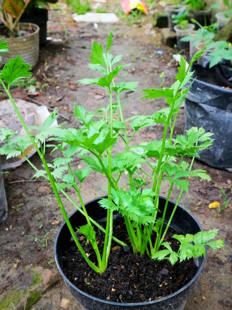 Celery plant growing in large pot.