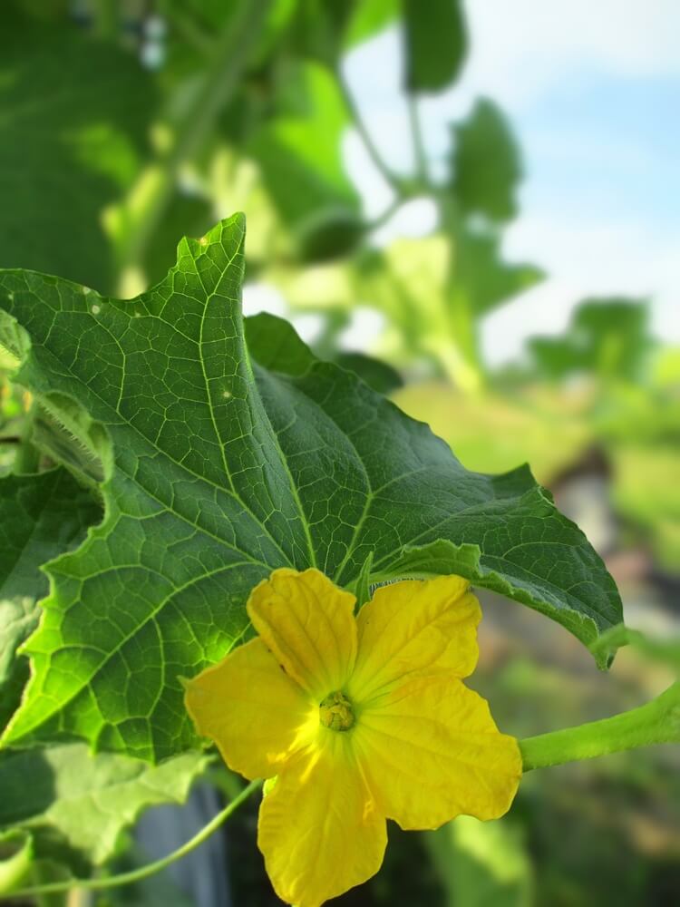 A close-up view of a yellow flower and a large green leaf of a luffa or sponge gourd.